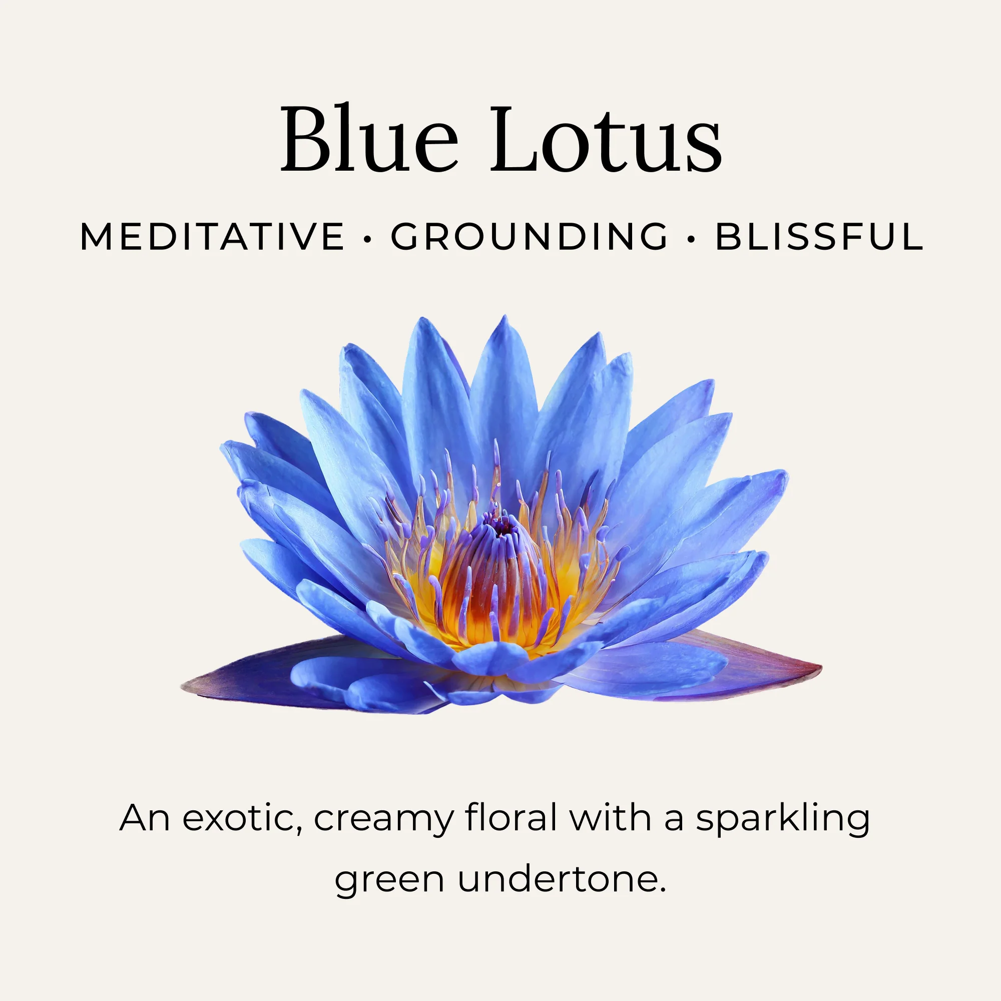 Blue Lotus Body Oil - Image 2